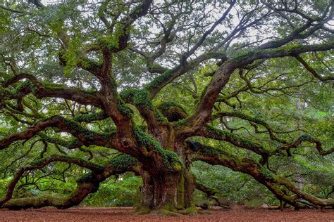 picture oak tree|More.